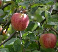 Rote Sternrenette Apple